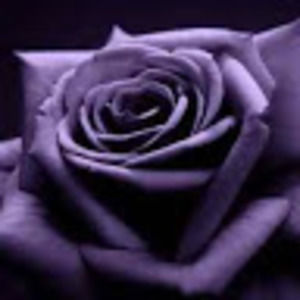 Meet your Posher, Kynda